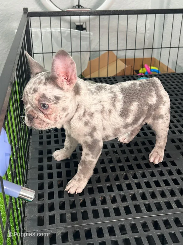 Miel  – French Bulldog puppy for sale in Miami, FL