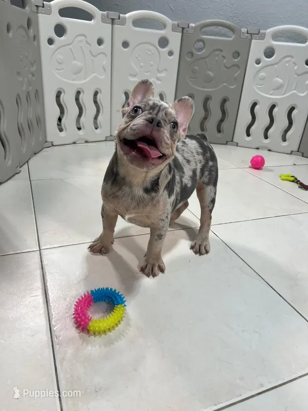 Tiny  – French Bulldog puppy for sale in Miami, FL
