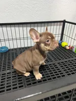 Rojo , a male French Bulldog for sale in Miami, FL – 2 of 10