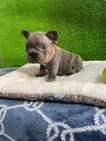 Waldo , a male French Bulldog for sale in Miami, FL – 3 of 8