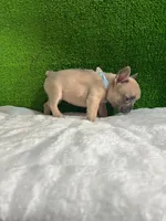 Shirley , a male French Bulldog for sale in Miami, FL – 5 of 10