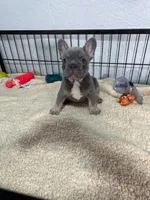 Leo , a male French Bulldog for sale in Miami, FL – 2 of 8