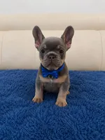 Simon , a male French Bulldog for sale in Miami, FL – 2 of 4
