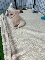 Mashmellow , a female French Bulldog for sale in Miami, FL – 3 of 10