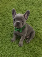 Luie , a male French Bulldog for sale in Miami, FL – 3 of 3