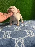 Toby , a male French Bulldog for sale in Miami, FL – 7 of 10