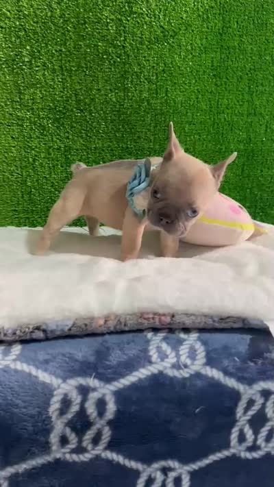 Shirley , a male French Bulldog for sale in Miami, FL – 10 of 10
