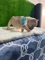 Shirley , a male French Bulldog for sale in Miami, FL – 8 of 10