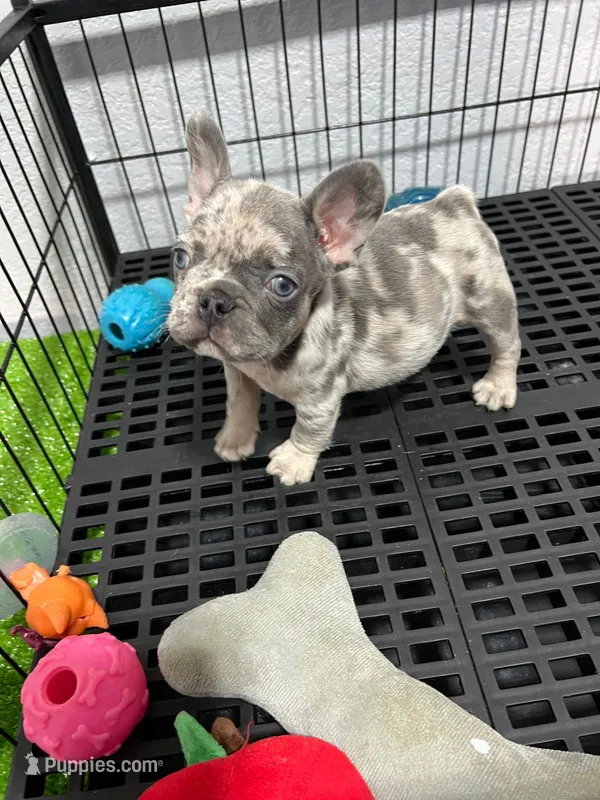 Siro  – French Bulldog puppy for sale in Miami, FL