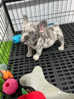 Siro , a male French Bulldog for sale in Miami, FL – 1 of 9