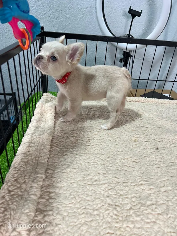 Saddie  – French Bulldog puppy for sale in Miami, FL