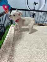 Saddie , a female French Bulldog for sale in Miami, FL – 1 of 4