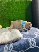 Shirley , a male French Bulldog for sale in Miami, FL – 6 of 10