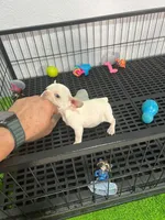 Zira , a female French Bulldog for sale in Miami, FL – 4 of 6