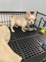 Snow , a male French Bulldog for sale in Miami, FL – 6 of 10