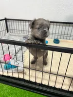 Murphy , a male French Bulldog for sale in Miami, FL – 4 of 5