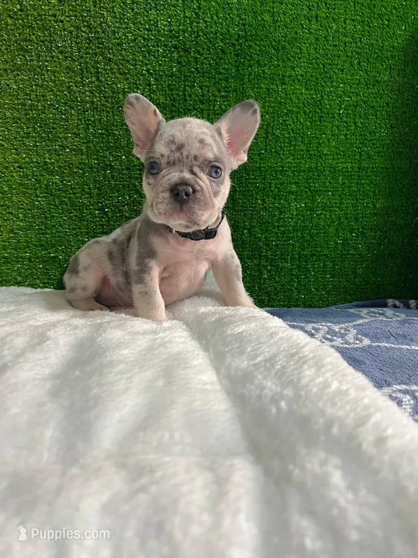 Filo  – French Bulldog puppy for sale in Miami, FL
