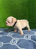Toby , a male French Bulldog for sale in Miami, FL – 4 of 10