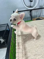Saddie , a female French Bulldog for sale in Miami, FL – 3 of 4