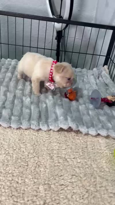Mashmellow , a female French Bulldog for sale in Miami, FL – 4 of 4