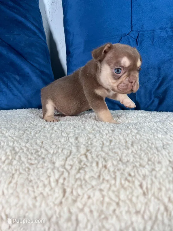 Roja  – French Bulldog puppy on hold in Miami, FL