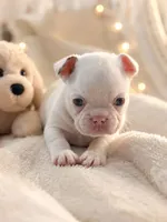 Snow cone, a male French Bulldog for sale in Miami, FL – 4 of 5