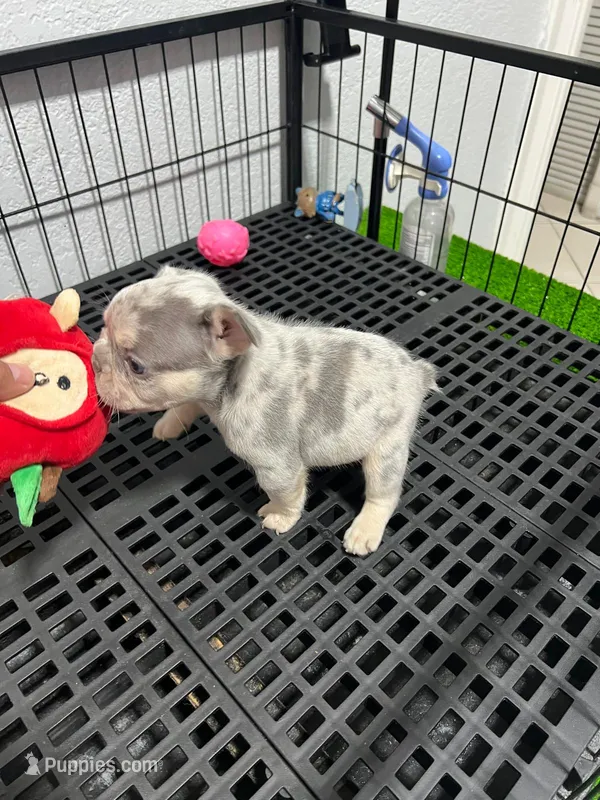 Sanson  – French Bulldog puppy for sale in Miami, FL