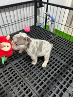 Sanson , a male French Bulldog for sale in Miami, FL – 1 of 4