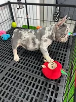 Fifi , a female French Bulldog for sale in Miami, FL – 6 of 9
