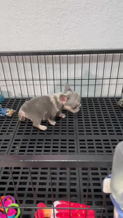 Yiyo, a male French Bulldog for sale in Miami, FL – 4 of 4