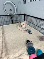 Mashmellow , a female French Bulldog for sale in Miami, FL – 4 of 10
