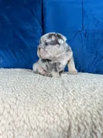 Bruno , a male French Bulldog for sale in Miami, FL – 3 of 6