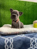 Waldo , a male French Bulldog for sale in Miami, FL – 4 of 8