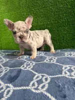 Filo , a male French Bulldog for sale in Miami, FL – 9 of 10