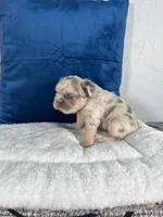 Bear , a male French Bulldog for sale in Miami, FL – 9 of 10