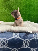 Siro , a male French Bulldog for sale in Miami, FL – 5 of 10