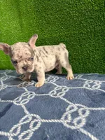 Filo , a male French Bulldog for sale in Miami, FL – 5 of 10