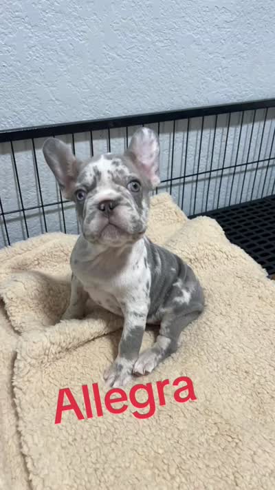 Allegra , a female French Bulldog for sale in Miami, FL – 7 of 7