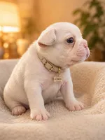 Snow cone, a male French Bulldog for sale in Miami, FL – 3 of 5