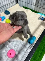 Murphy , a male French Bulldog for sale in Miami, FL – 2 of 5