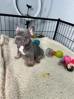 Leo , a male French Bulldog for sale in Miami, FL – 3 of 8