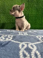 Filo , a male French Bulldog for sale in Miami, FL – 10 of 10