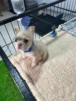 Snow , a male French Bulldog for sale in Miami, FL – 5 of 8