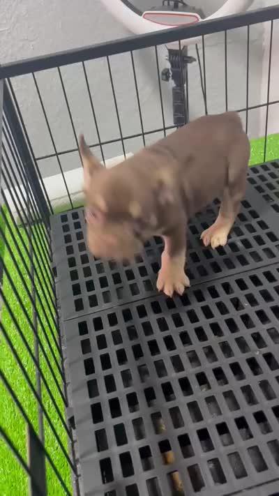 Rojo , a male French Bulldog for sale in Miami, FL – 10 of 10