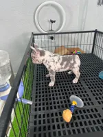 Miel , a female French Bulldog for sale in Miami, FL – 7 of 9