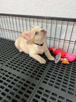 Snow , a male French Bulldog for sale in Miami, FL – 4 of 10