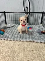Mashmellow , a female French Bulldog for sale in Miami, FL – 1 of 4