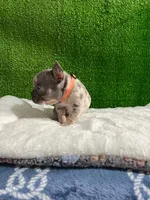 Siro , a male French Bulldog for sale in Miami, FL – 7 of 10