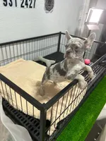 Lilo , a male French Bulldog for sale in Miami, FL – 4 of 5