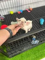 Zira , a female French Bulldog for sale in Miami, FL – 5 of 6